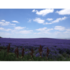 lavendel_feld_bulgarien-8.jpg_w413.png